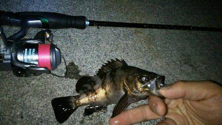 ワームローテーションでメバルイレグイ♪