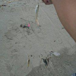 キスの投げ釣り