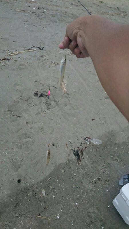 キスの投げ釣り