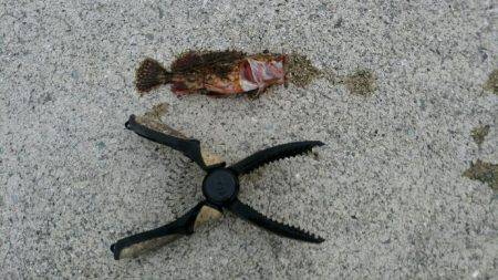 大潮なのにイマイチ