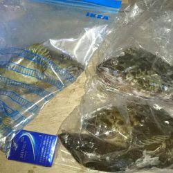 ドデカガシラ連発！