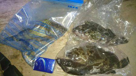 ドデカガシラ連発！