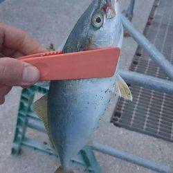 弱い者いじめ(^_^;)