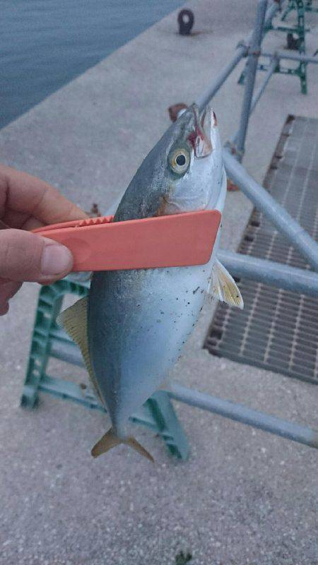 弱い者いじめ(^_^;)