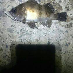 キワキワメバリング