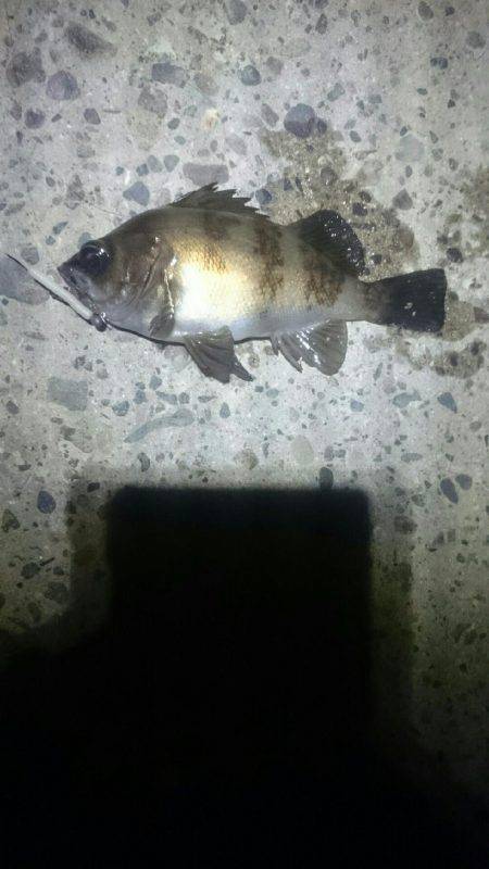 キワキワメバリング