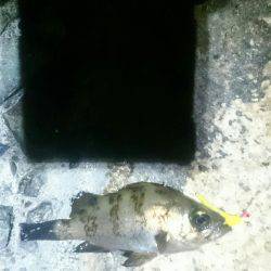 久しぶりです。