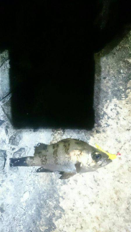 久しぶりです。