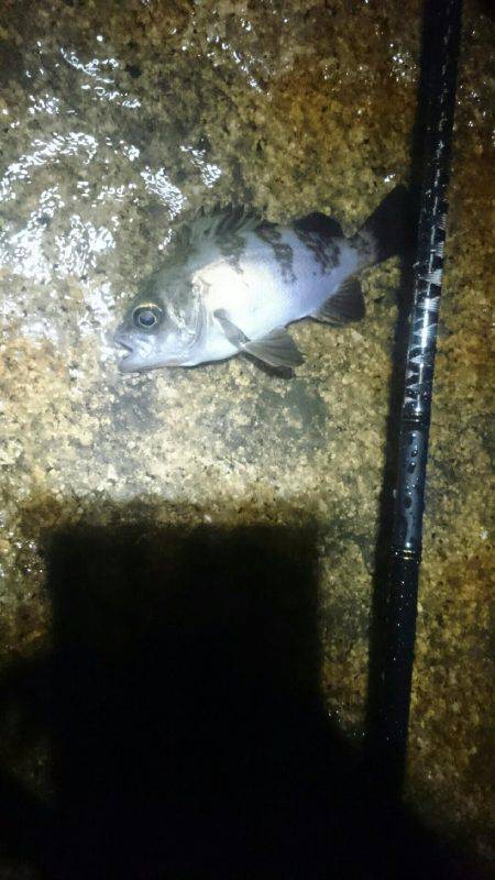 雨にも負けず。