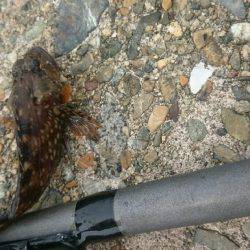 釣れるかなぁ。