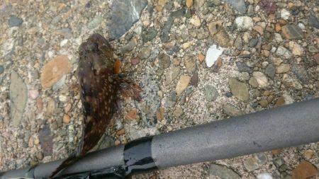 釣れるかなぁ。