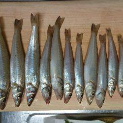 アジングロッドでボートキス