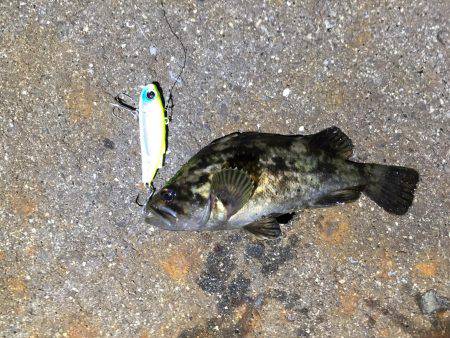 四日市 シーバス