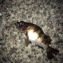 雷雨でずぶ濡れ!!メバリング