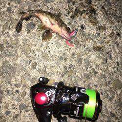 いるけどサイズ良いのは活性低い