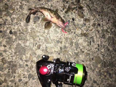 いるけどサイズ良いのは活性低い