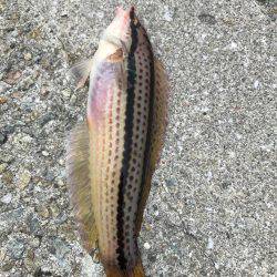 神戸 和田防フカセ