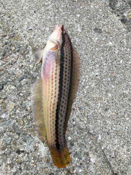 神戸 和田防フカセ