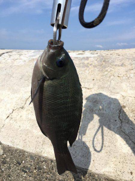 和歌山マリーナシティ大波止 内外