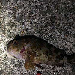 穴釣りロッドで初釣行