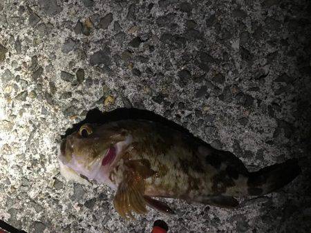 穴釣りロッドで初釣行