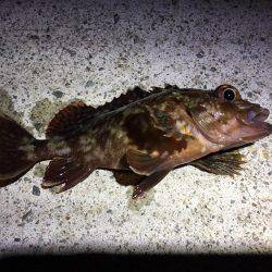 メバルを求めて行ったのに…