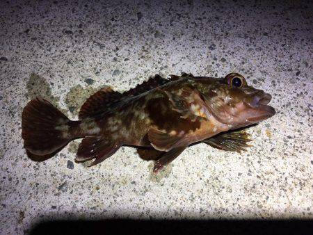 メバルを求めて行ったのに…