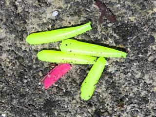 サーフメバリングと堤防にてメバル。