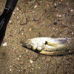 だんだん小さくなっていく