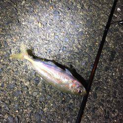 厳しいアジング