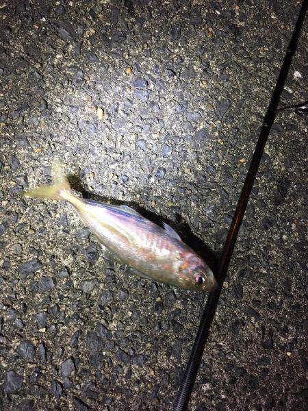 厳しいアジング