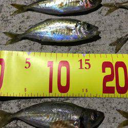 久々にアジング