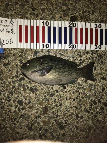 グレが釣れ始めた