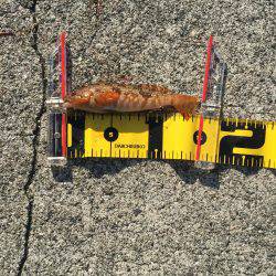 ショアジギ初釣果