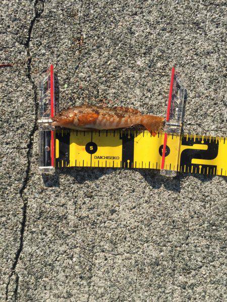 ショアジギ初釣果