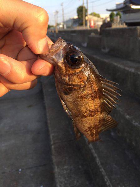 エギングするつもりが