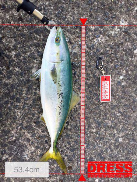 ジグパラで青物ヒット‼️