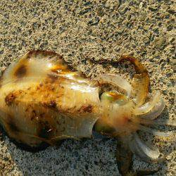 ちょっと小さめですが