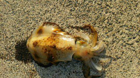 ちょっと小さめですが