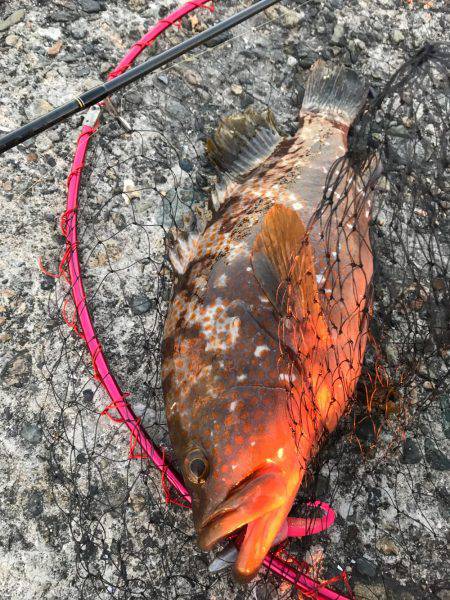 高砂港釣り情報