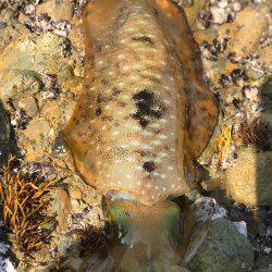 悔しい…キロオーバー…