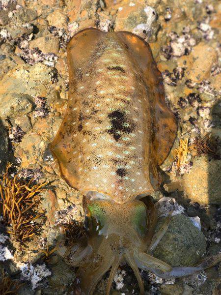 悔しい…キロオーバー…