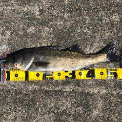 エビ撒き 再開‼︎