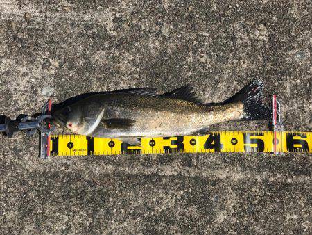 エビ撒き 再開‼︎