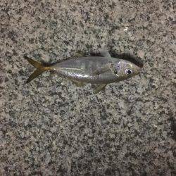 仕事帰りにアジングin横浜