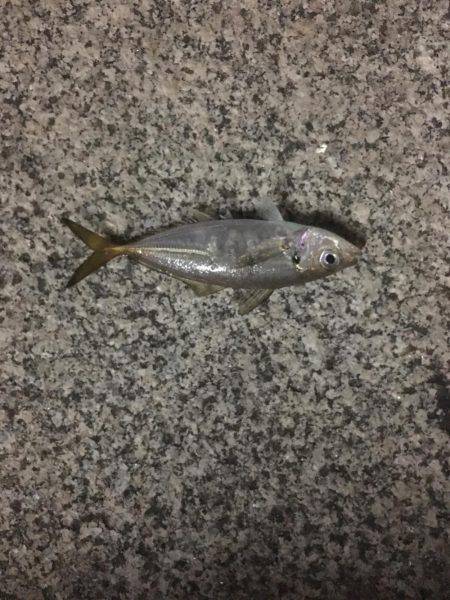 仕事帰りにアジングin横浜