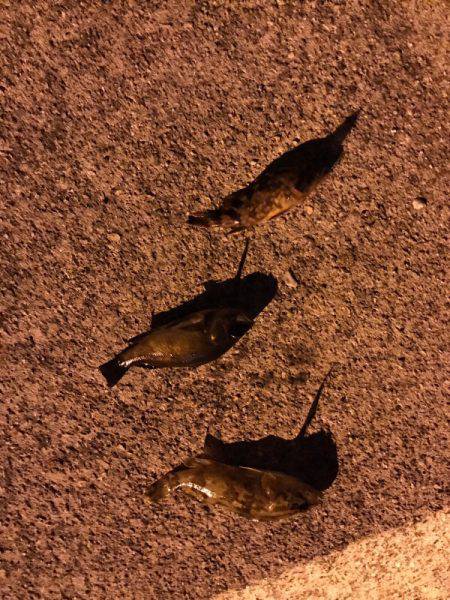 垂水漁港でメバリング！！