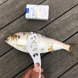 アジング好調です！