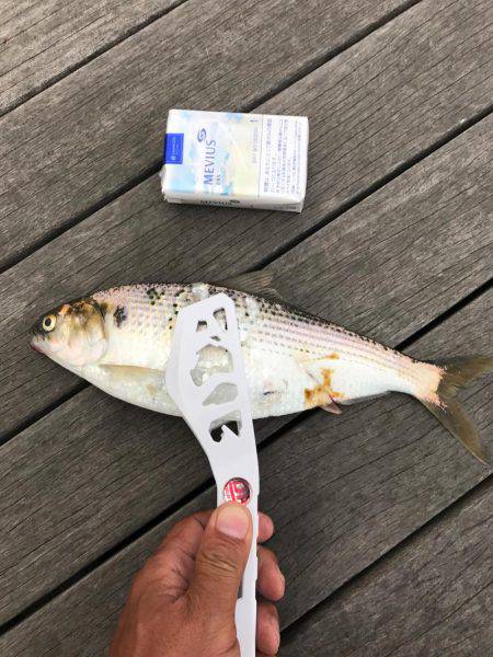 アジング好調です！