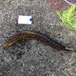 子鯖大漁、泳がせ成功！